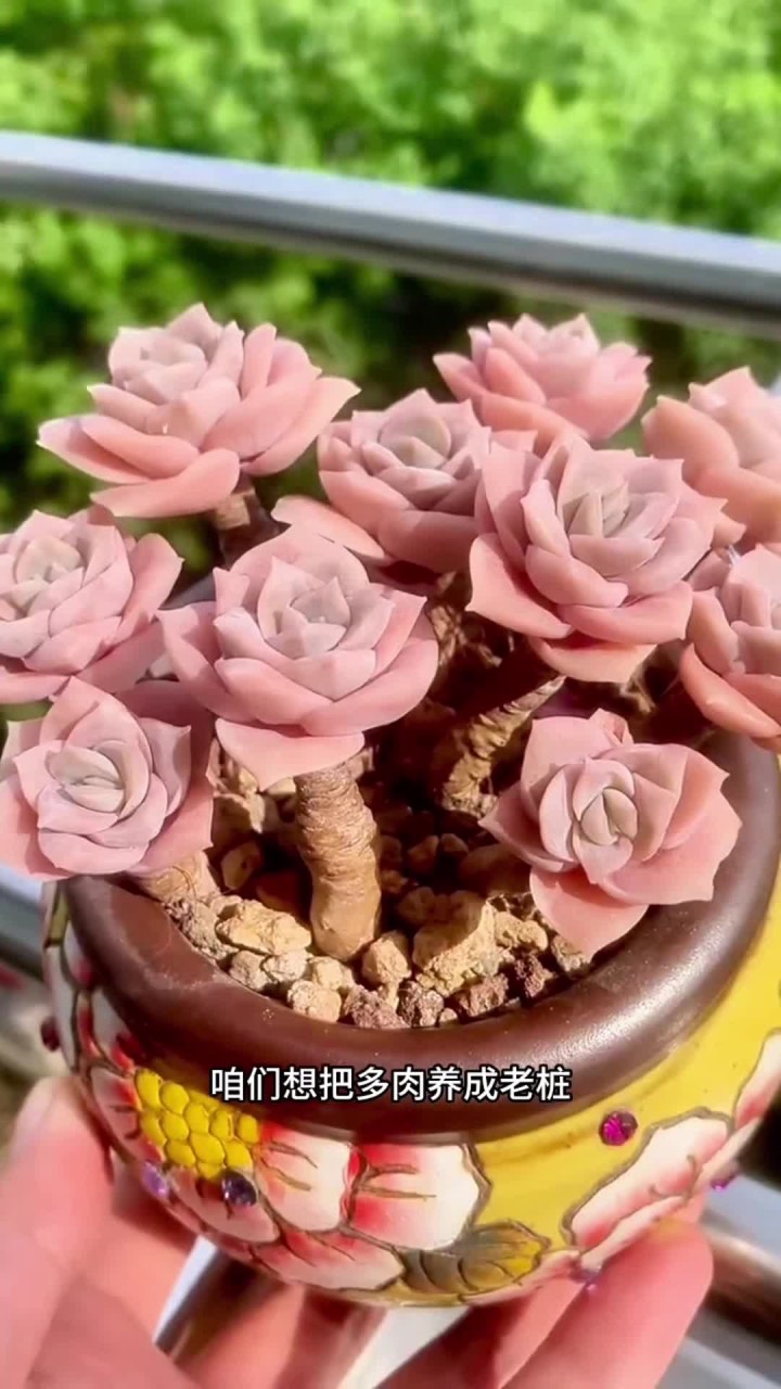 教大家一个多肉可以快速养成老桩的方法