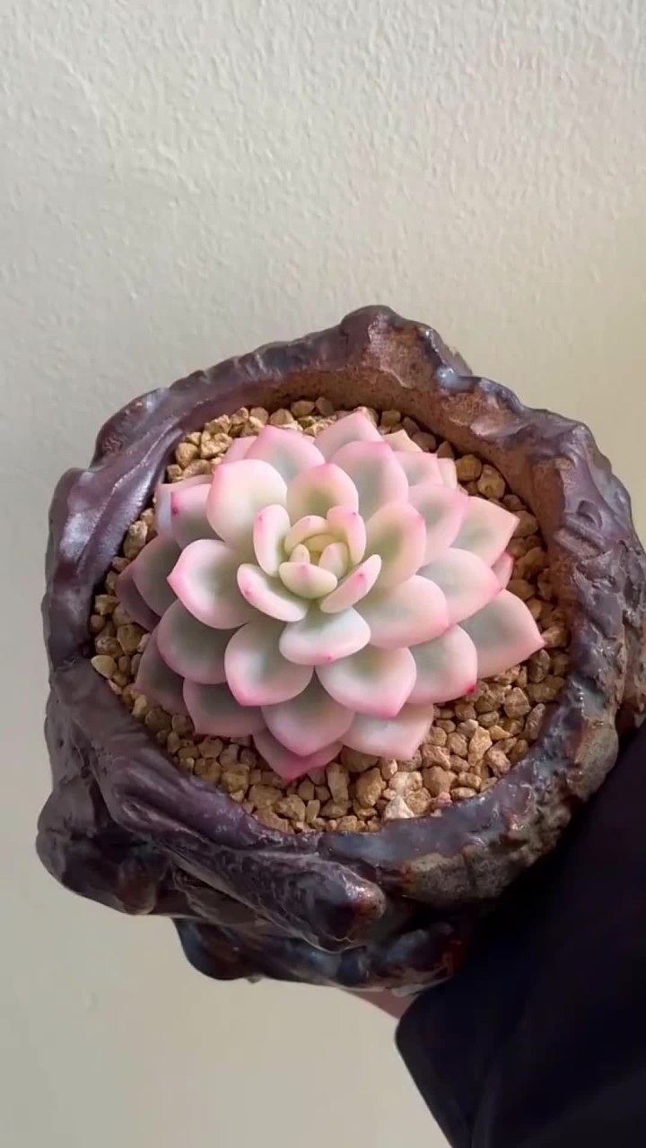 你觉得哪款出锦的多肉最好看