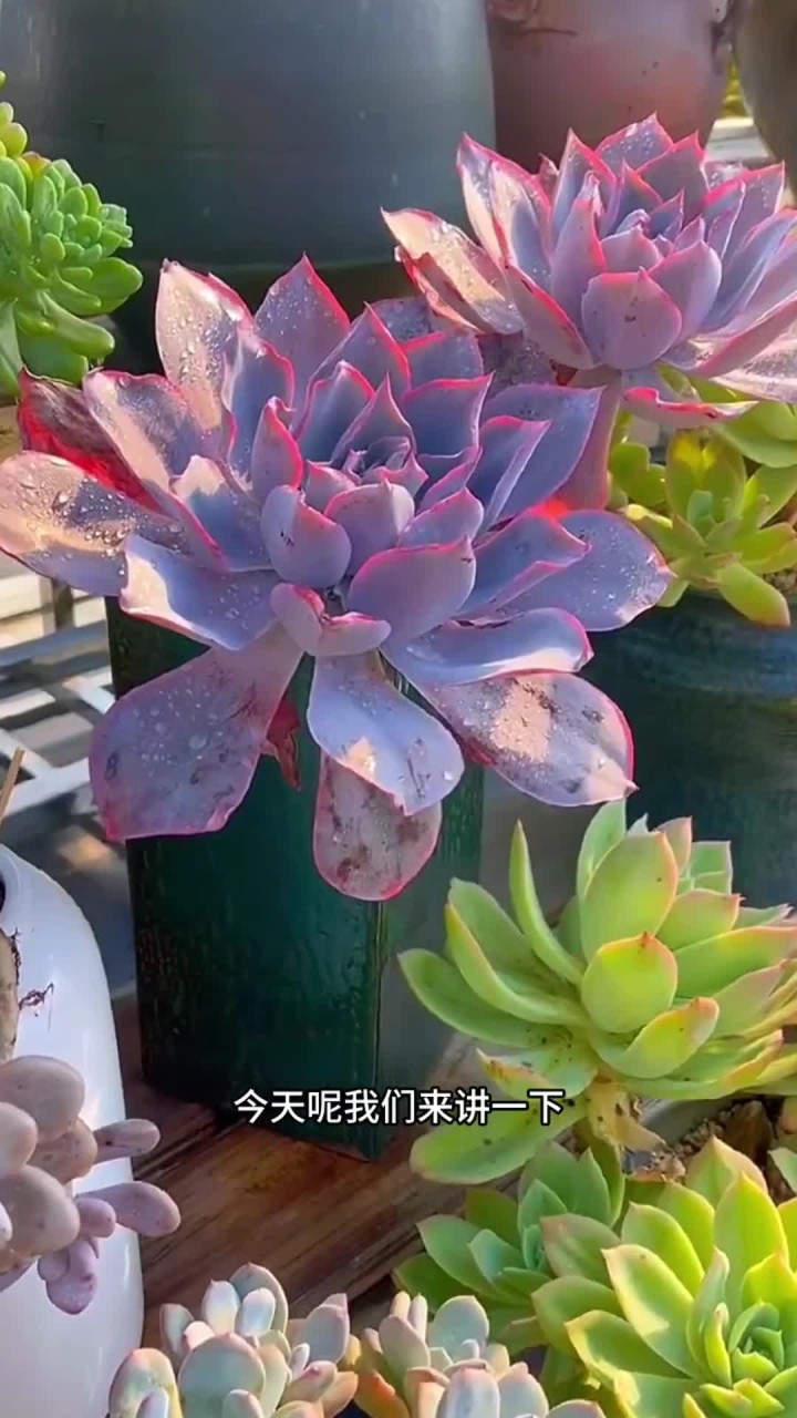 晚霞的养护方法出来啦,还有什么不会养的多肉打在评论区