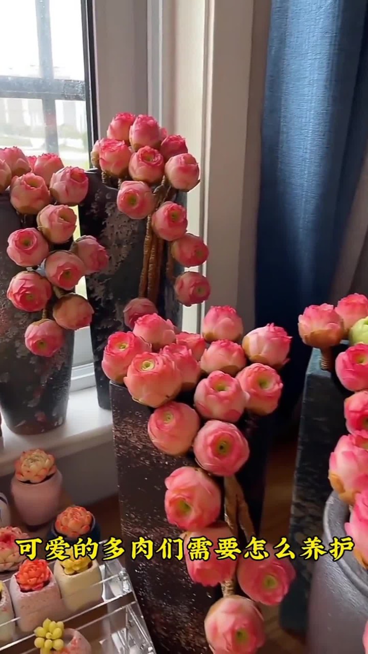 冬天南方北方多肉，怎样养护才安全