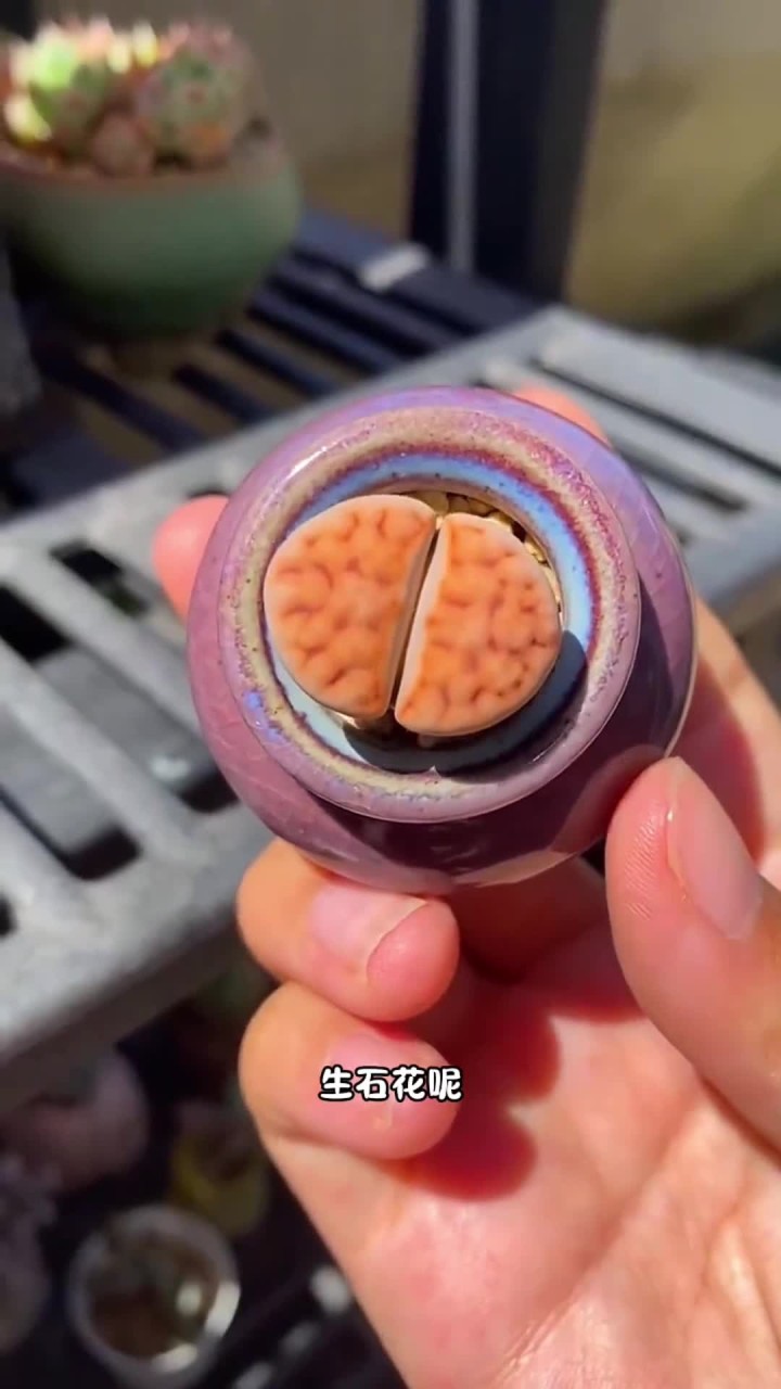 多肉届的小胖子，你知道都有哪些吗？