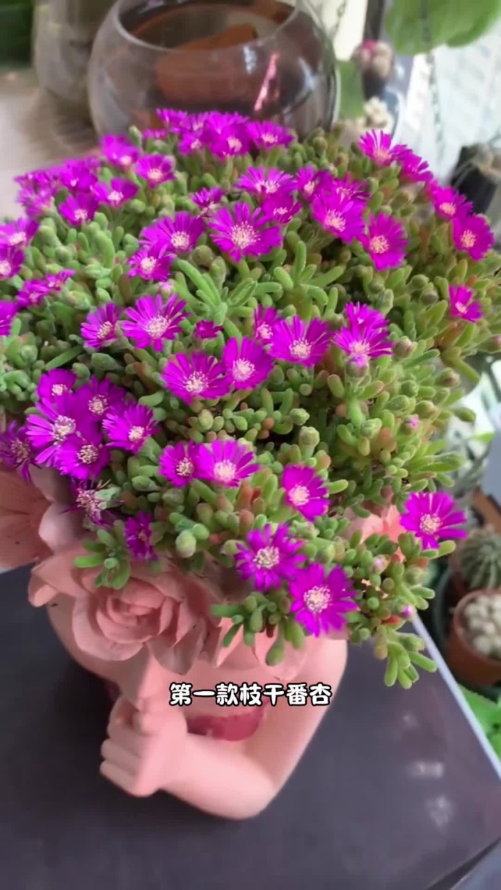 开花特别好看的多肉，快来看看你家多肉有没有