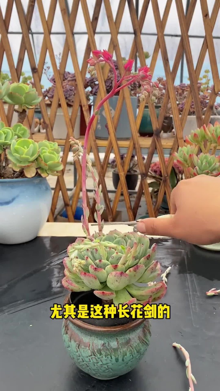 春天的多肉很容易生虫，现在抓紧给每盆多肉都喷一喷