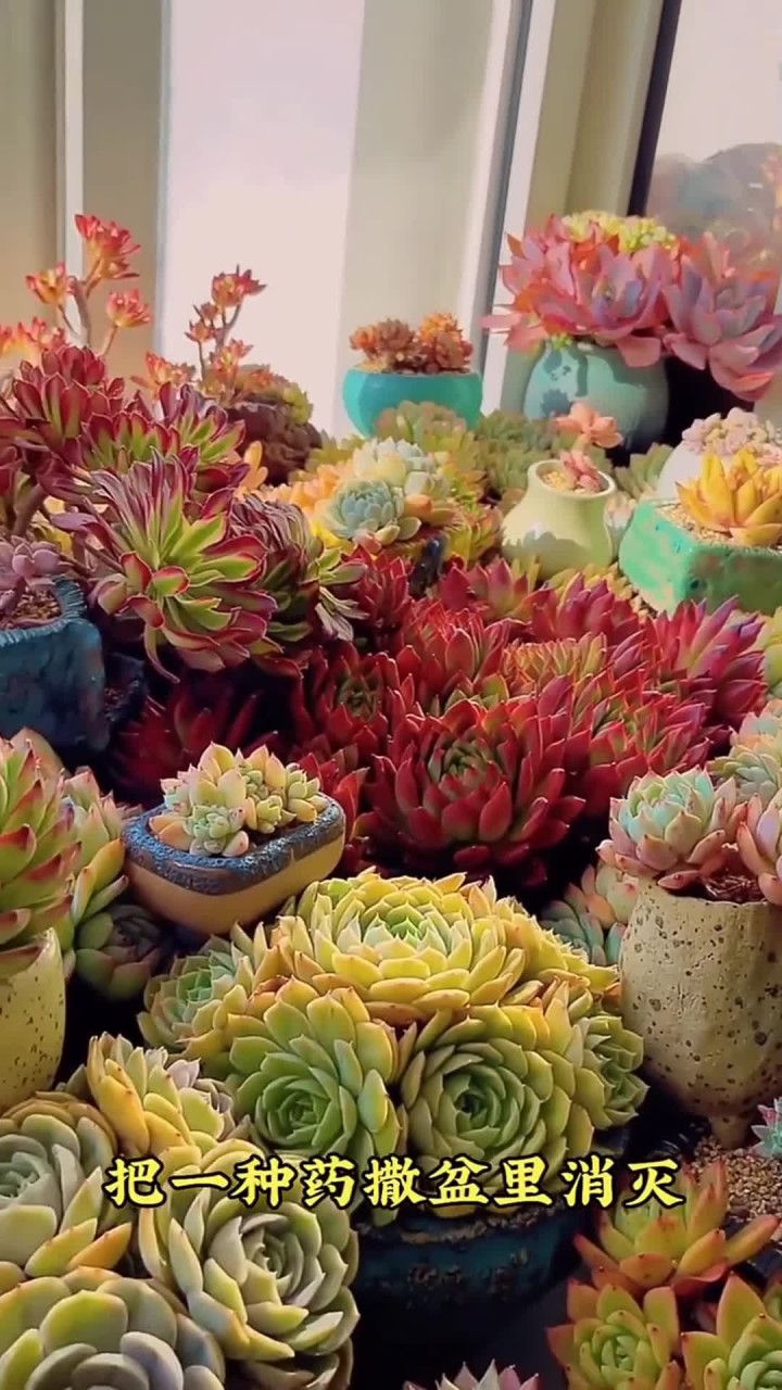 多肉生小白虫,怎么办