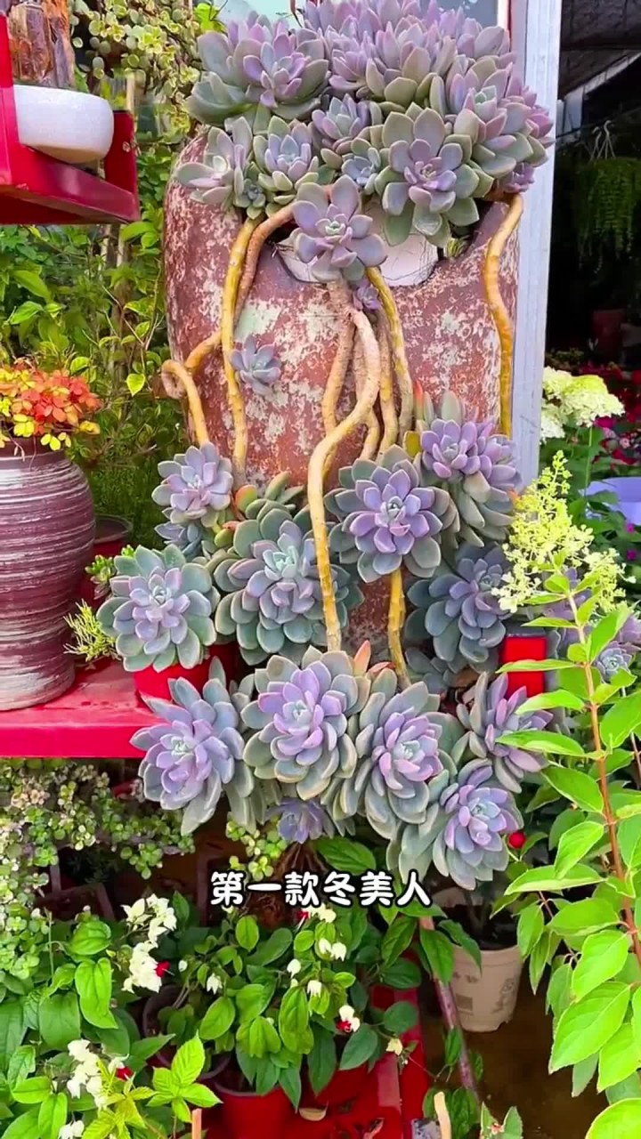 多肉届不怕冷的多肉，你还知道哪些？