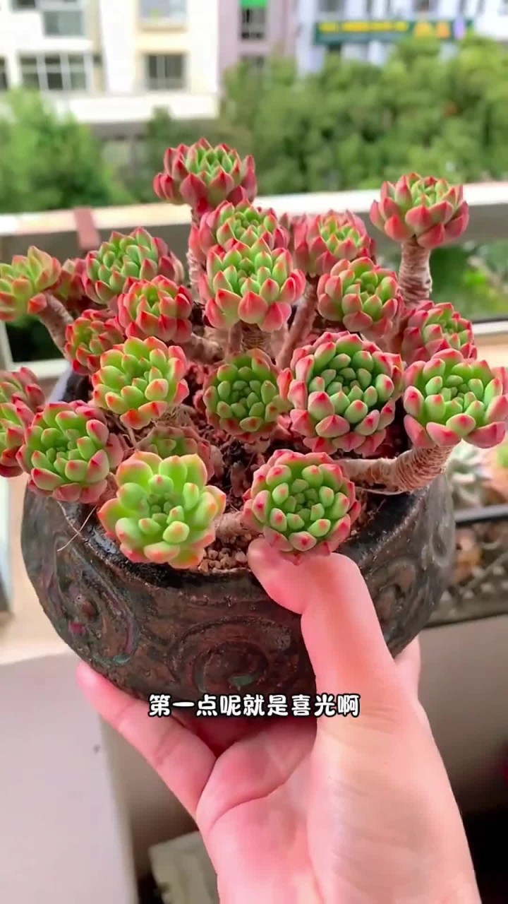 多肉植物的三大特性你都知道吗？