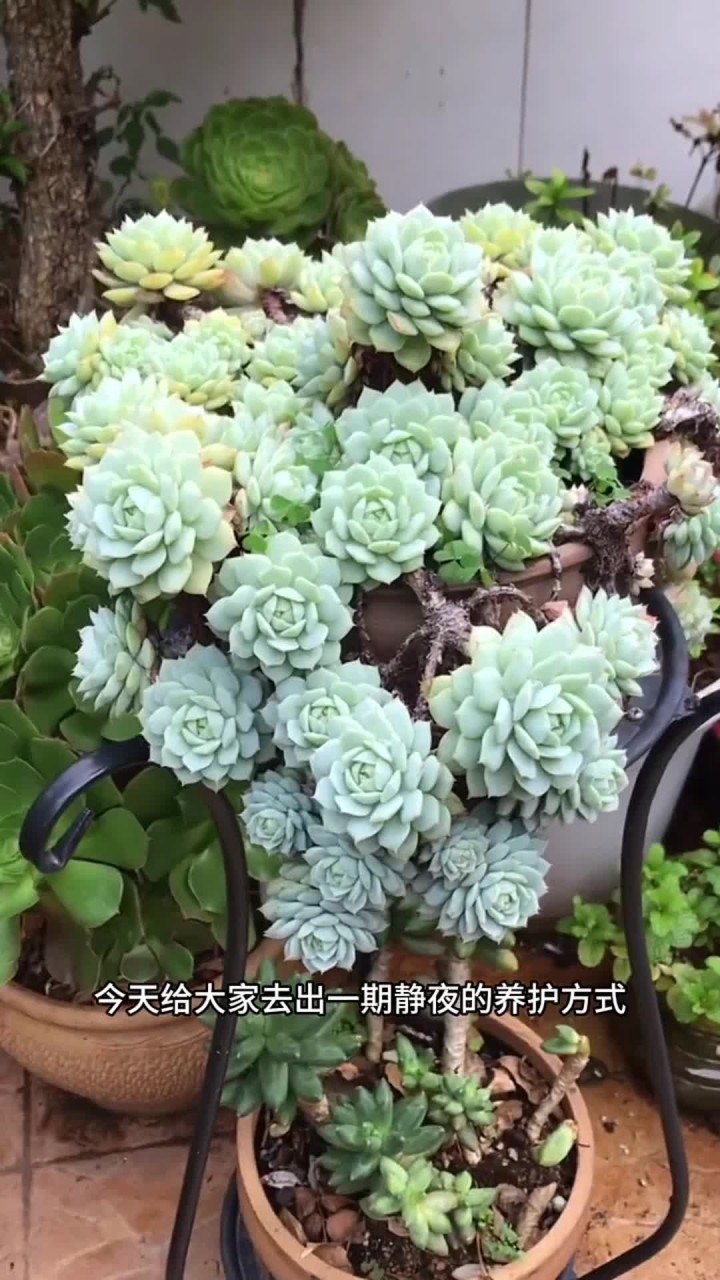 静夜的养护方法给大家出了,还有什么不会养的多肉记得打在评论区