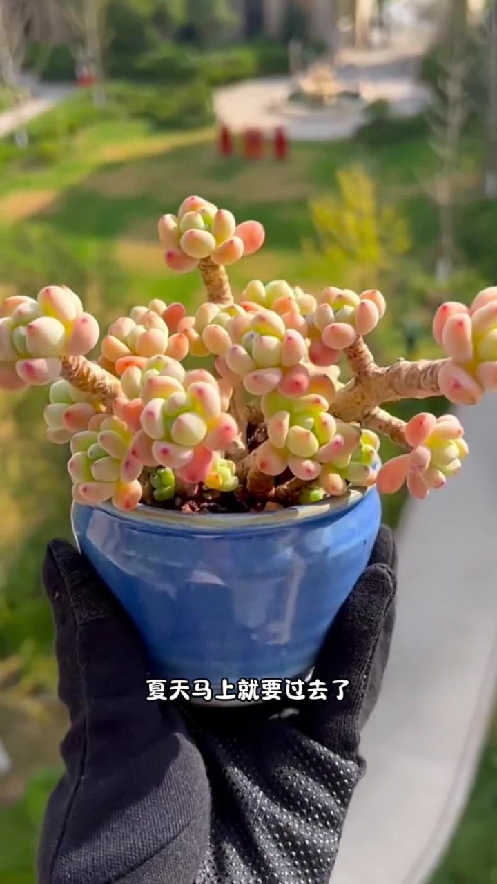 劳尔该怎么养出状态 如果大家还有什么不会养的多肉可以打在评论区