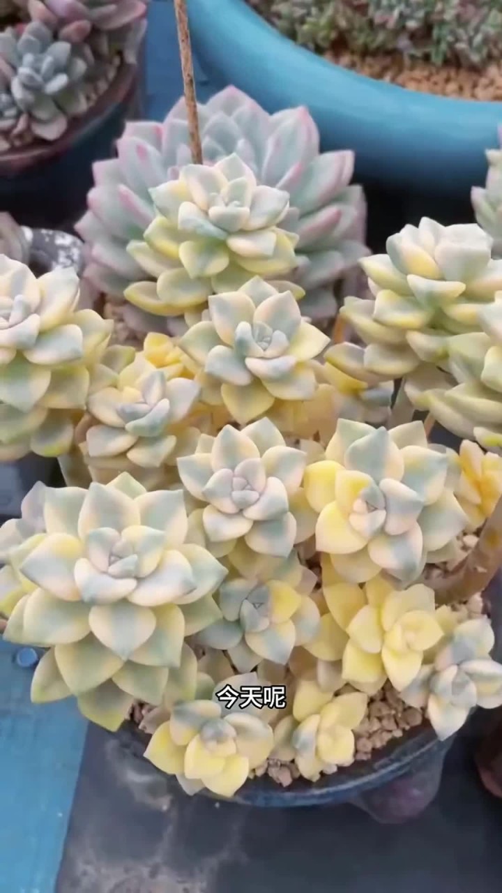 美杏锦的养护方法出来啦，大家还有什么不会养的多肉记得打在评论区