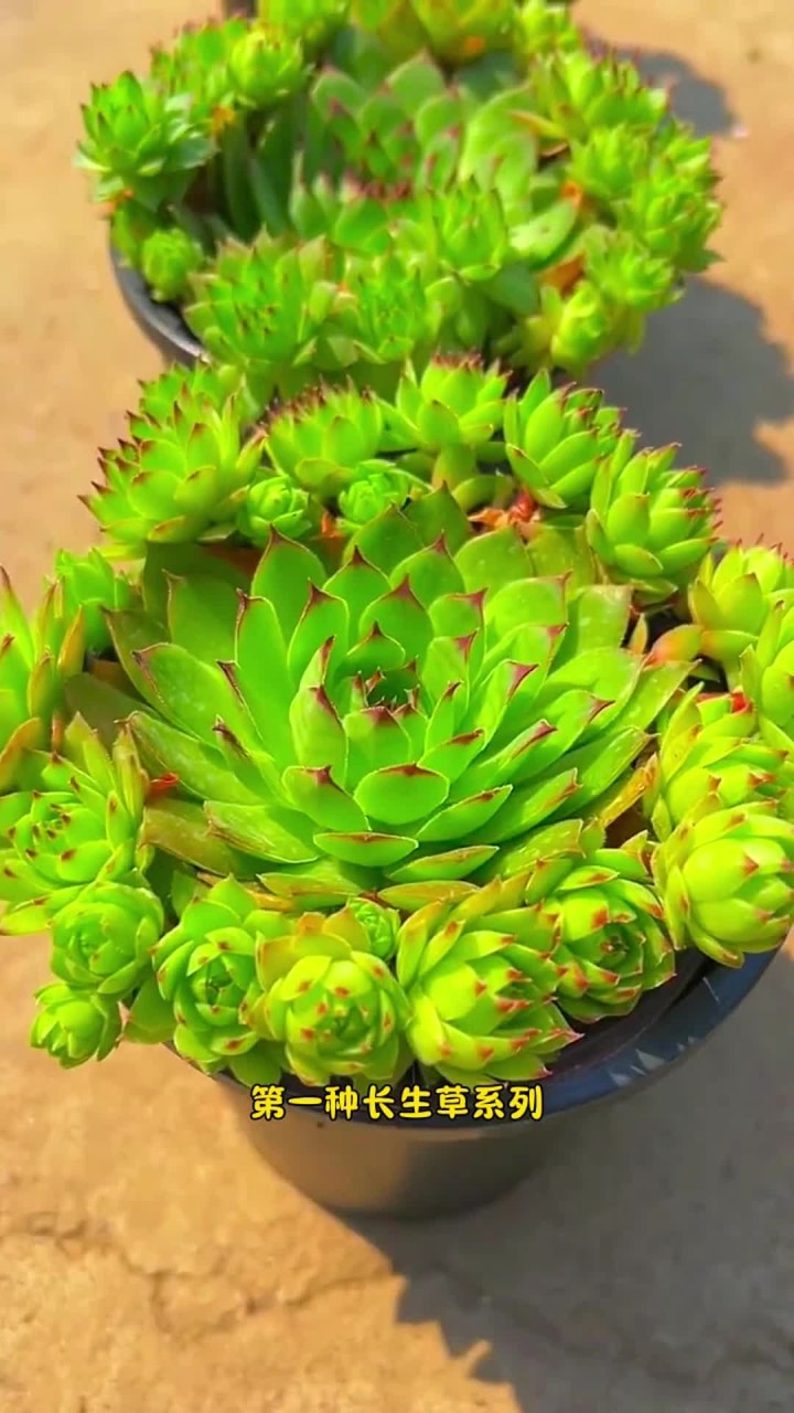 你还养过哪些？不怕冷多肉？