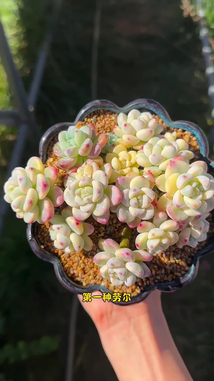 自带体香的多肉，你还知道有哪几款？