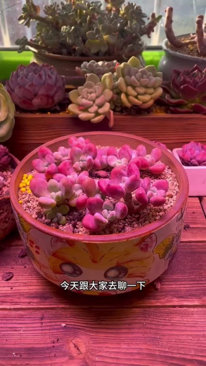 你家有没有在阳台表现比较好的多肉？
