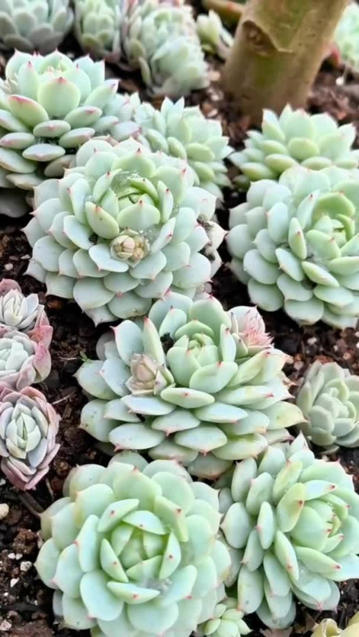 你还养过哪些没有度过夏天的多肉，打在评论区