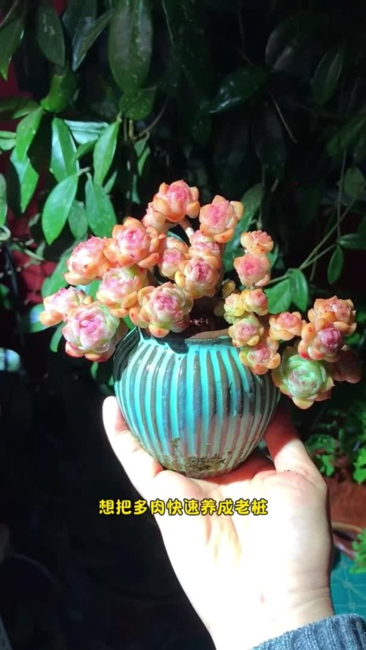 如果你也想把多肉养成老桩，一定要把这三步做好