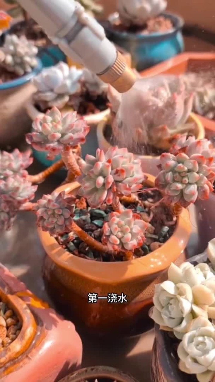 新手养多肉一定要看