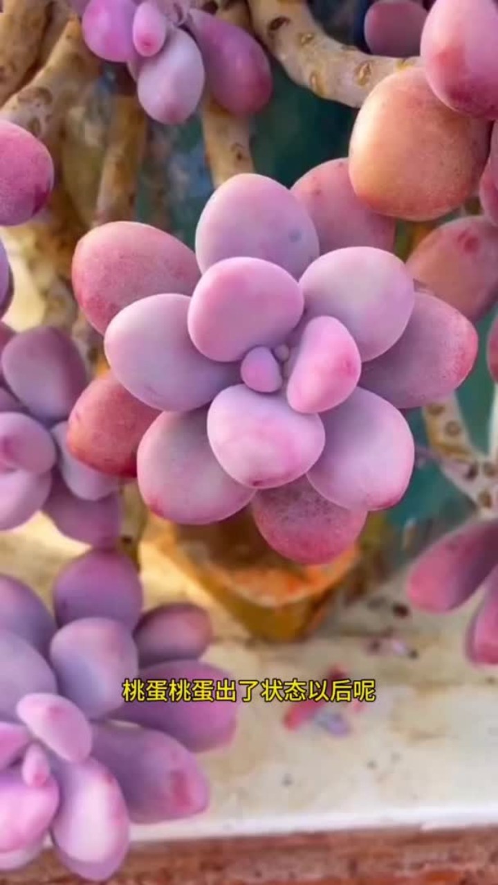 这些多肉真不愧是颜值担当