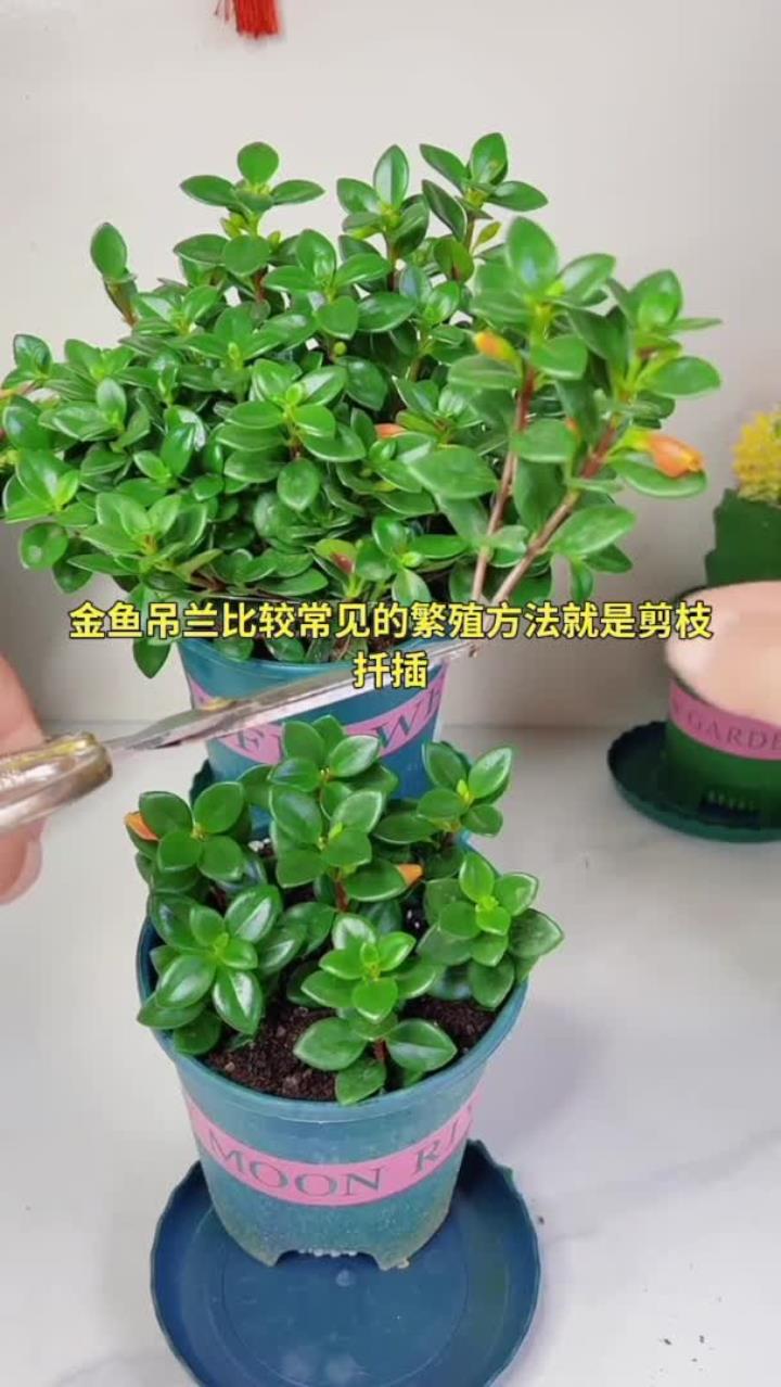 金鱼吊兰扦插繁殖方法,花卉绿植知识