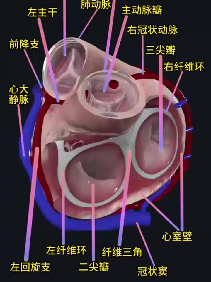心脏解剖结构全解析:一次看懂人体发动机!