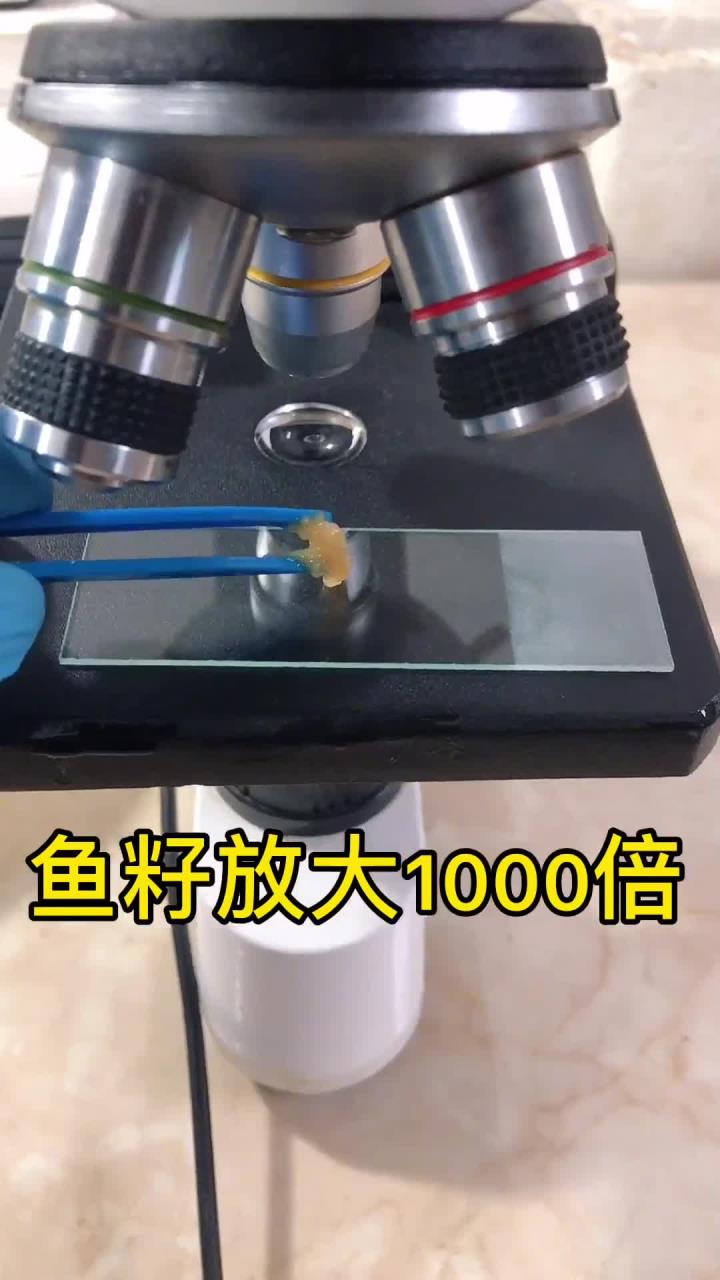 这是鲤鱼的鱼籽