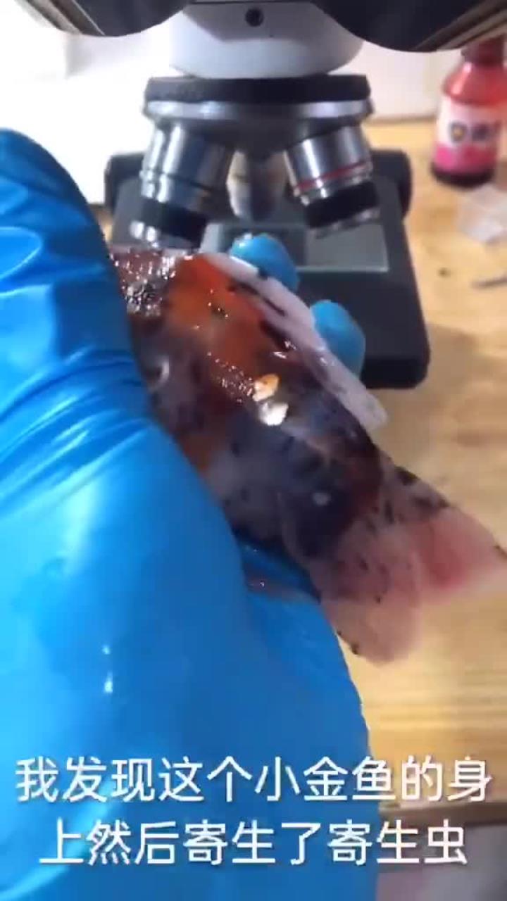 养金鱼的小伙伴应该都懂吧