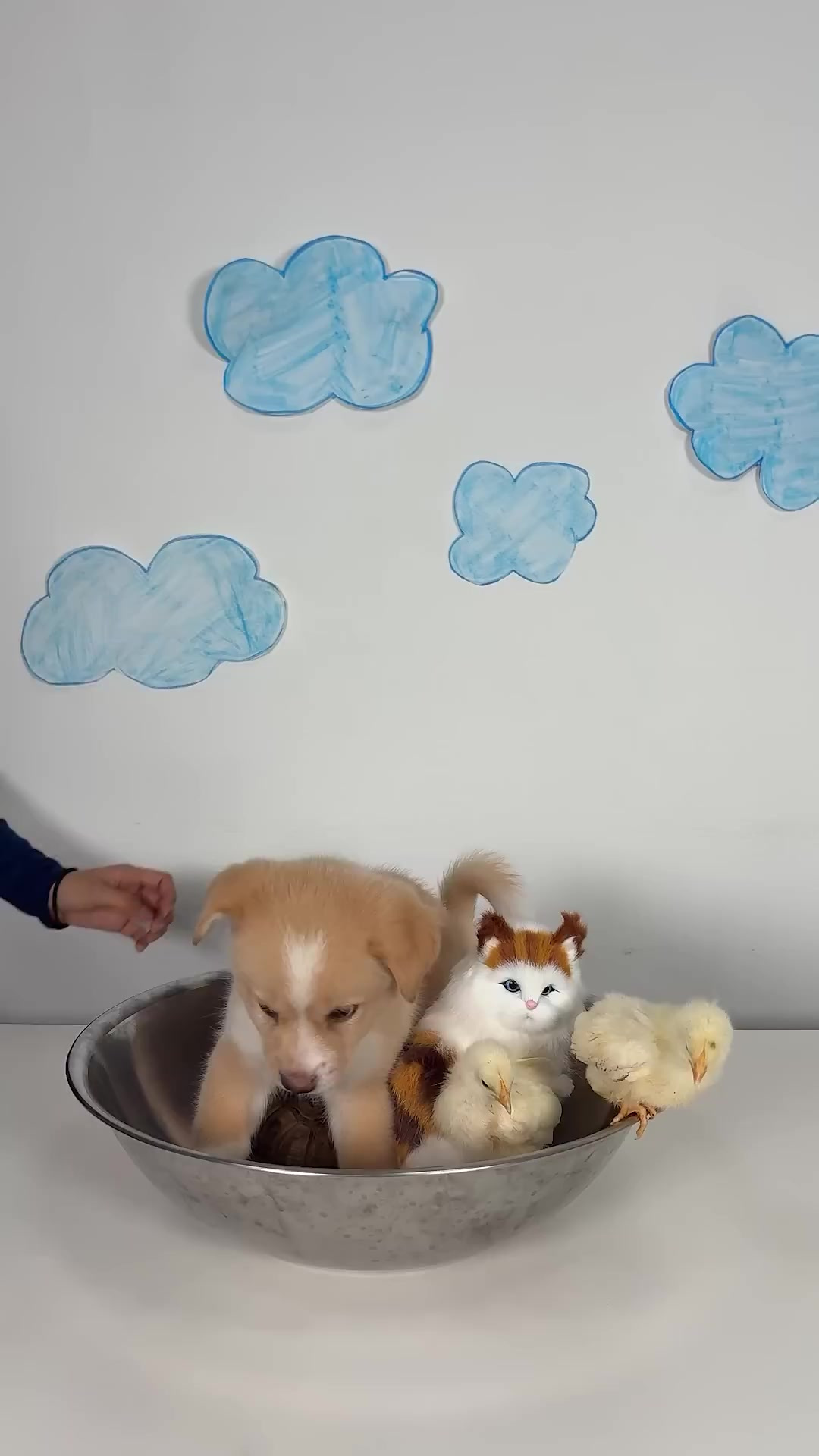 小帅的小鸡小游戏