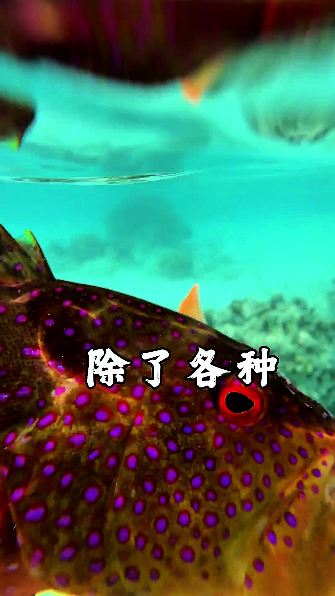 二十公斤重的鱼你钓过吗
