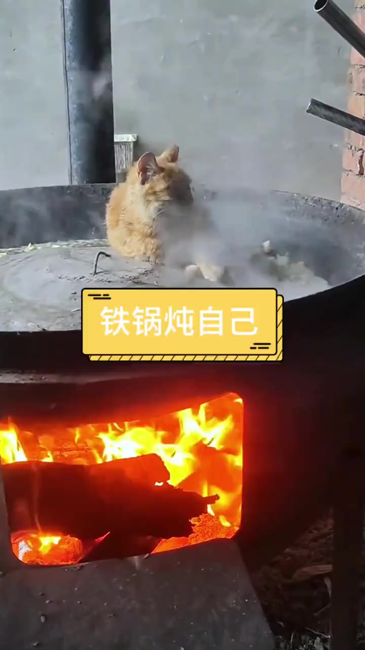 猫咪铁锅炖自己