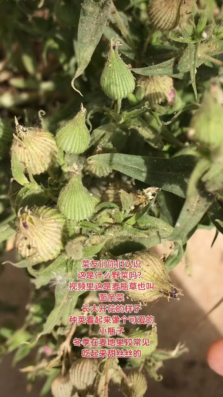 收集麦瓶草也叫面条菜的种子