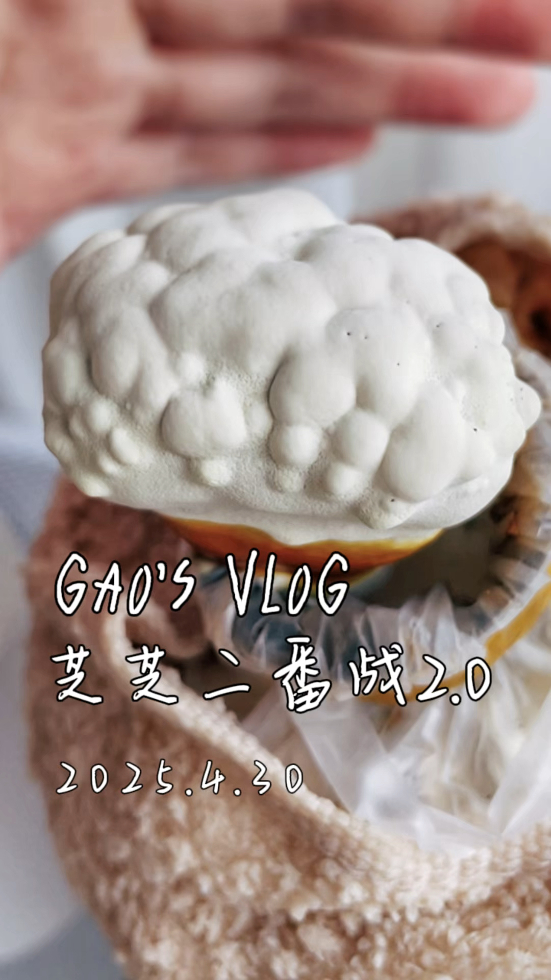 芝芝二番战2.0!咋长一半不活啦?!#灵芝种植 #灵芝盆景