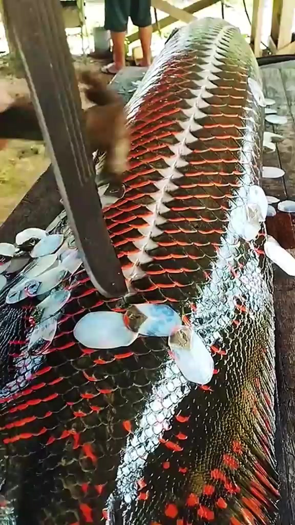 巨骨蛇鱼大揭秘