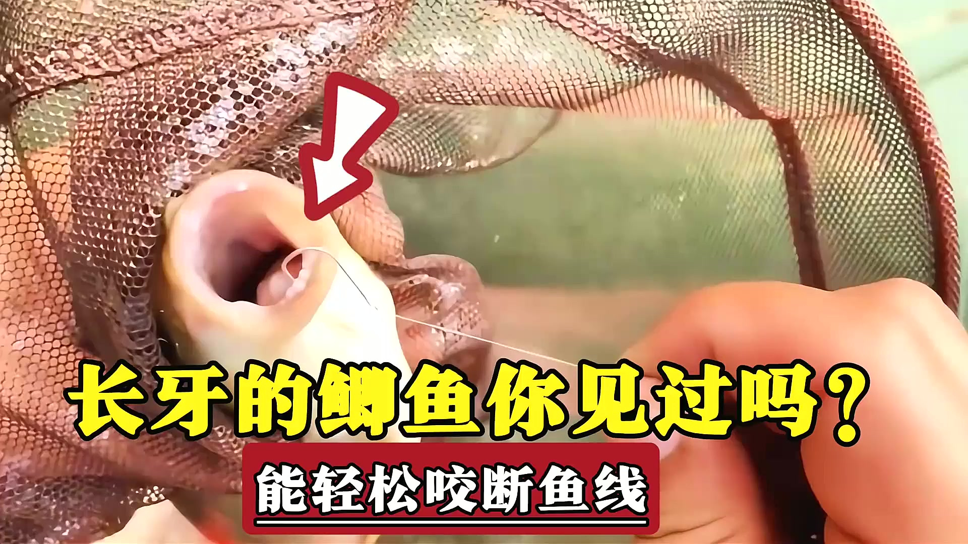 男子意外中获长牙齿的鲫鱼，能轻松咬断鱼线，看起来很厉害的样子