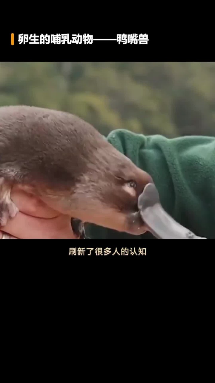 它是著名动漫中-可达鸭原型,阔爱吗?