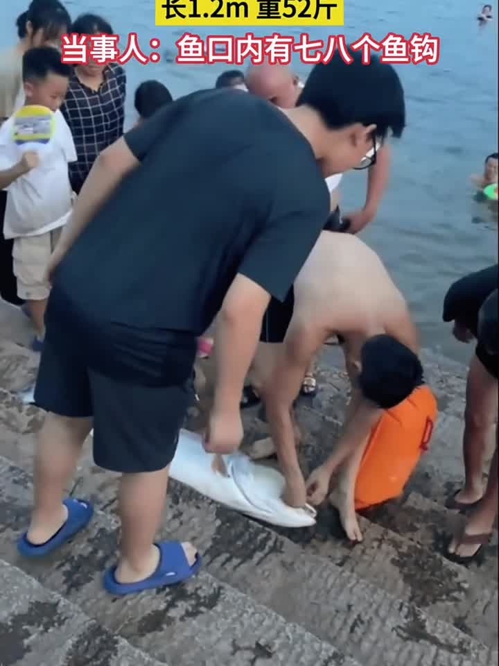 男子游泳徒手抓2米大鱼,竟发现鱼口内有七八个鱼钩