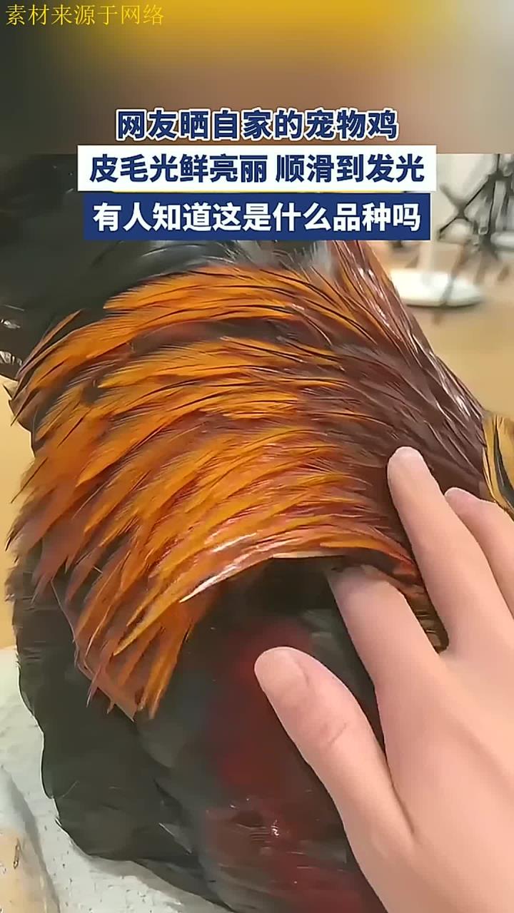 网友晒自家的宠物鸡,皮毛光鲜亮丽,顺滑到发光来源:莫莫爱探索 编辑:孙梦莹 一审