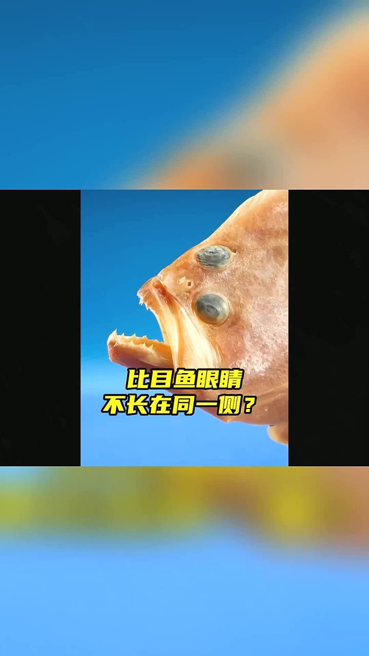 为什么比目鱼的眼睛长在同一侧呢？