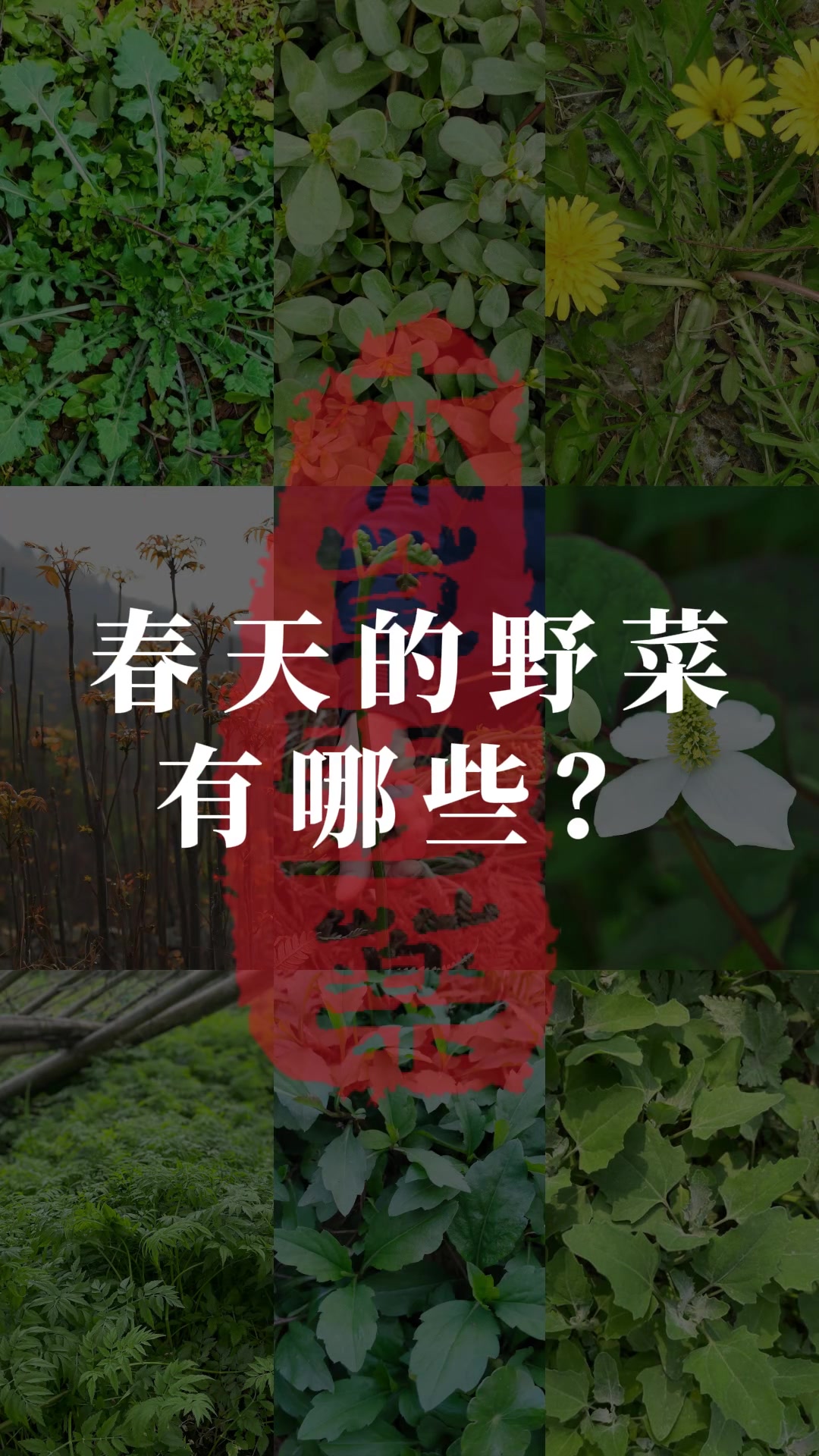春天里的野菜都有哪些? 你都认识几种呢,     你还知道哪些呢?