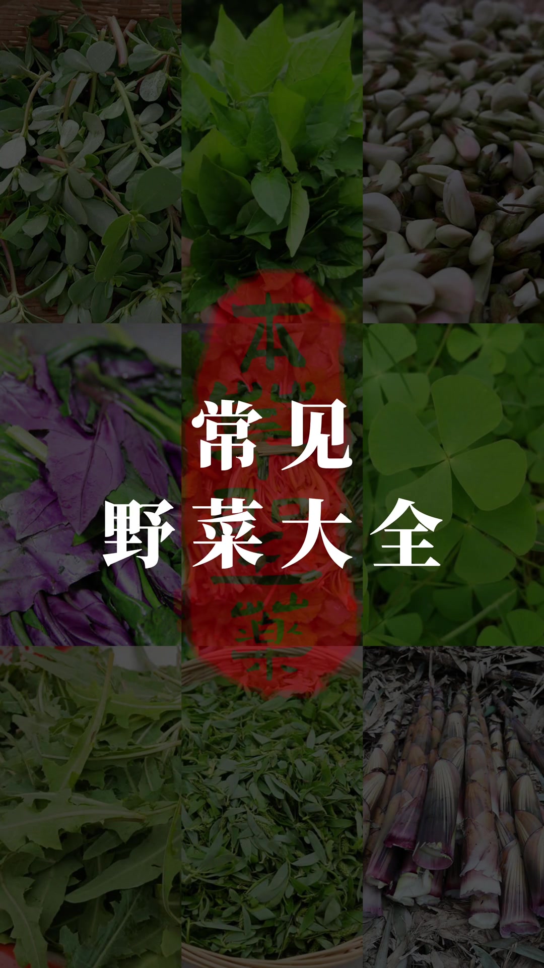 常见野菜大全(四) 春天来临,今天你采野菜了吗?