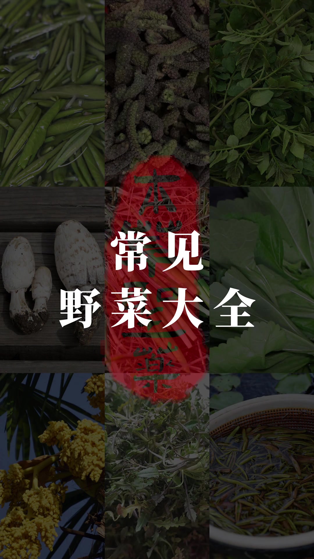 常见的野菜大全(六) 这样野菜你都见过几种呢?