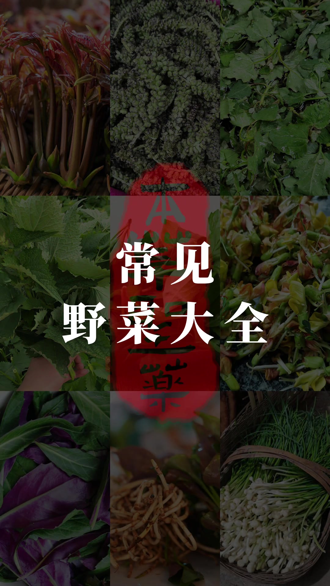 常见的野菜大全(五) 春天是挖野菜吃野菜的季节,春天万物如初