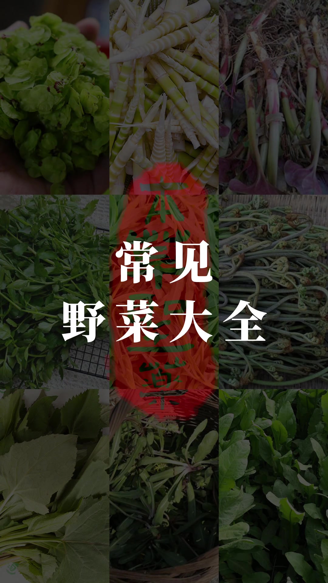 常见的野菜大全(三) 这些野菜你都见过吗,你家乡都有哪些美味