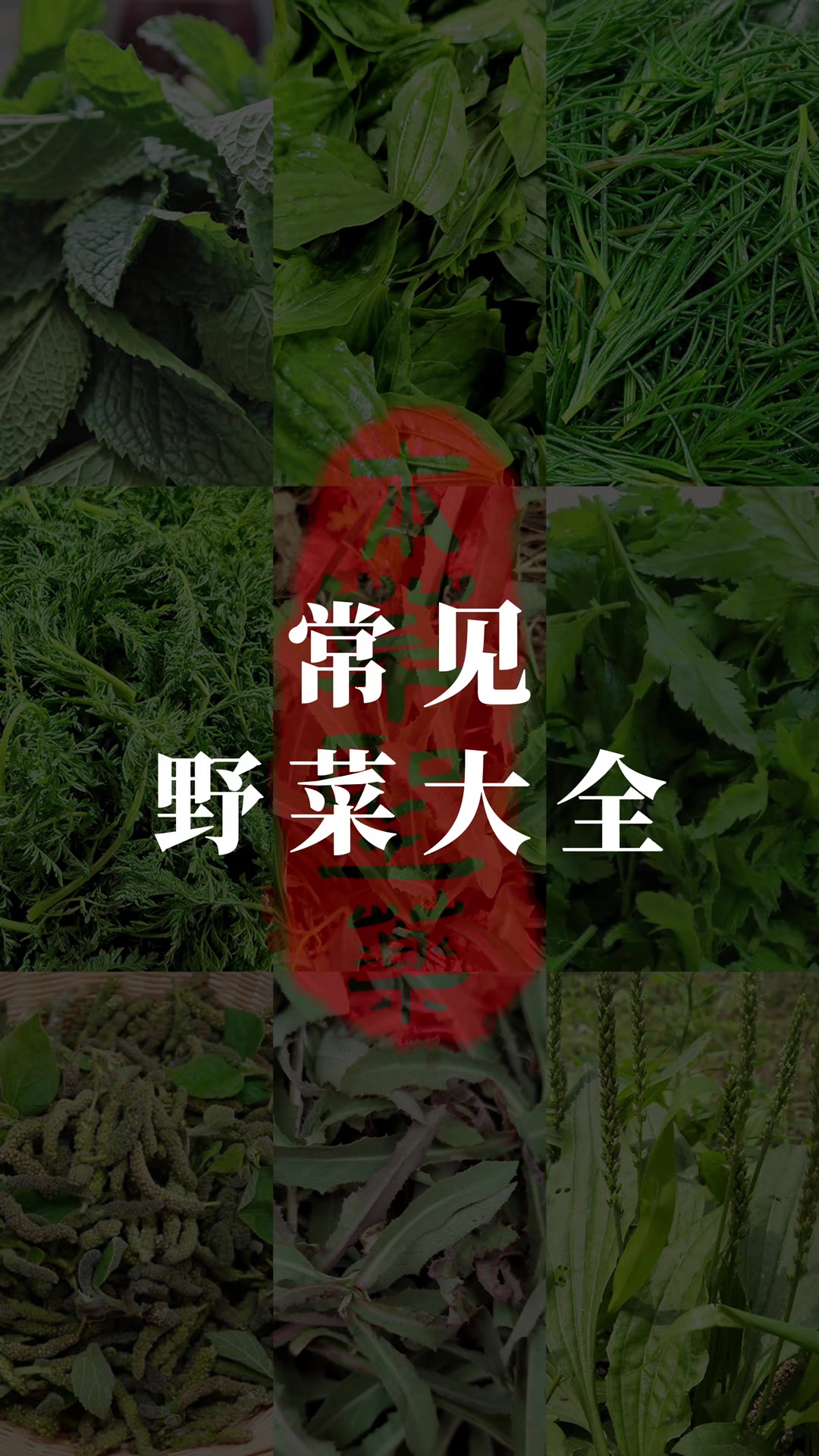 常见的野菜大全(二) 挖野菜的季节到了,你已经开始挖野菜了吗