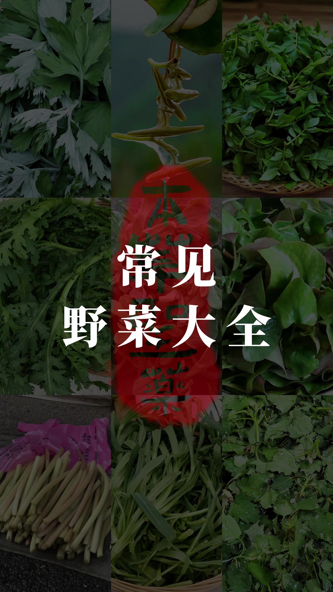 常见的野菜大全(一) 初春觉醒,万物复苏,小小的野菜也不例外