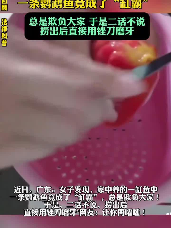 女子将鹦鹉鱼缸霸捞出锉刀磨牙