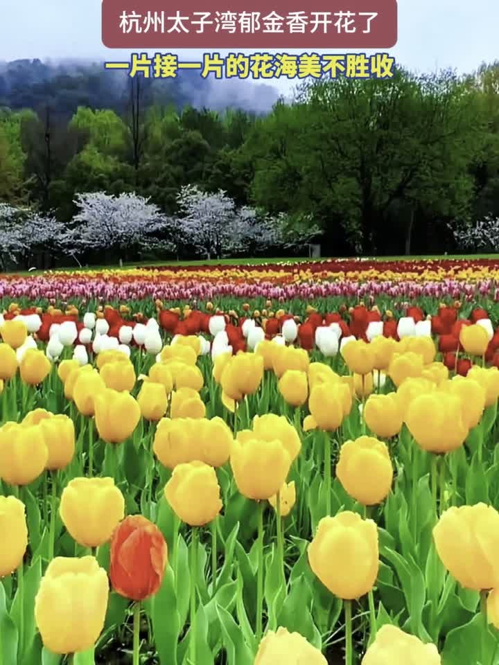 一不小心误入了莫奈花园,杭州太子湾郁金香开花了