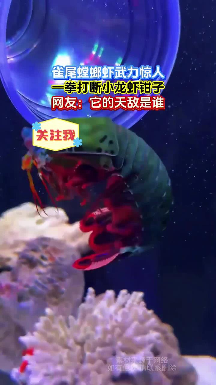 雀尾螳螂虾武力惊人，一拳打断小龙虾钳子，网友：它的天敌是谁
