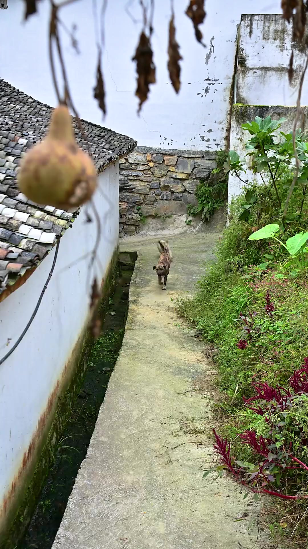 你们可以尝试一下这样的笋干，我认为是最好吃的笋干！