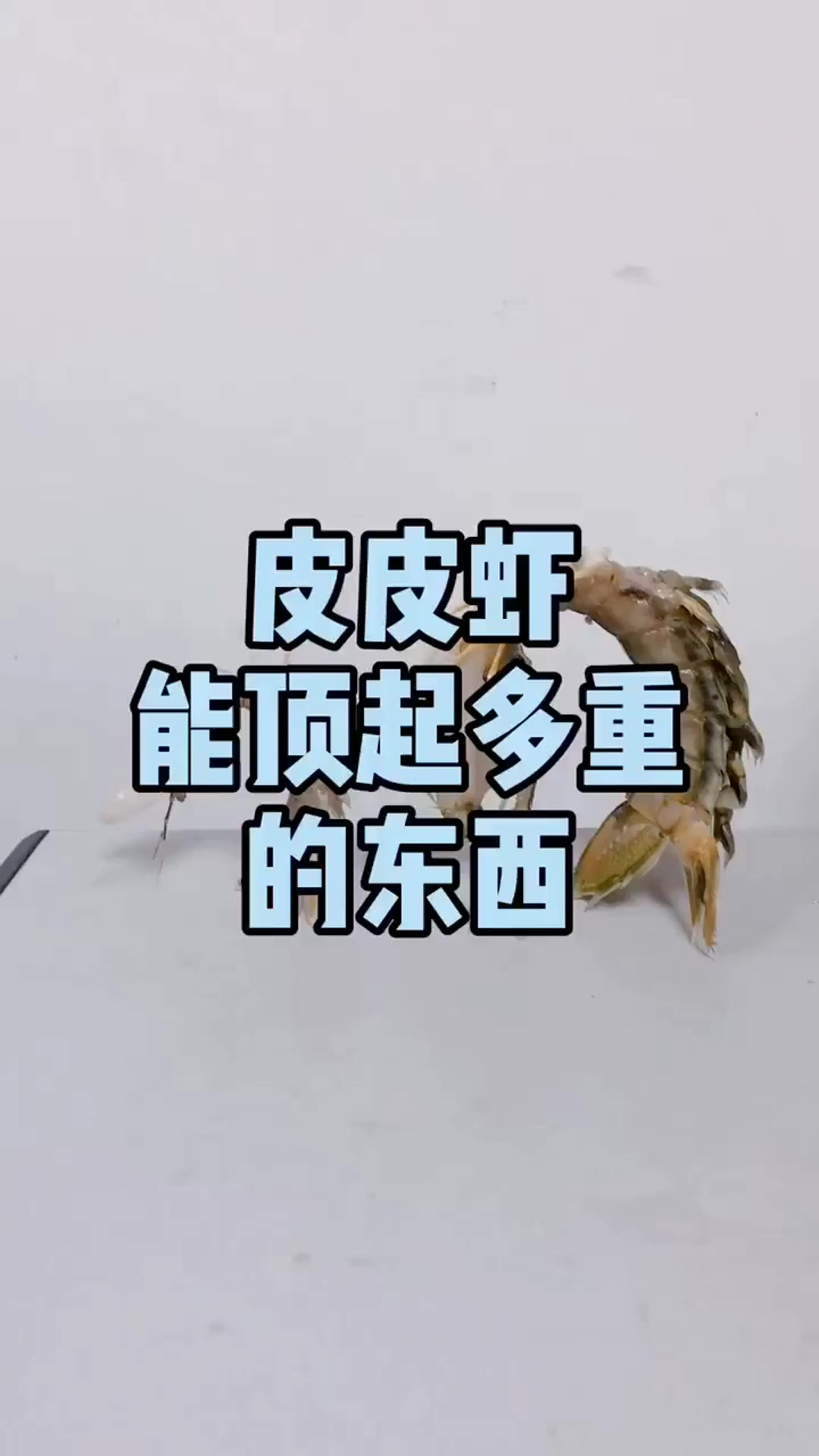 皮皮虾能撑起多重的东西？