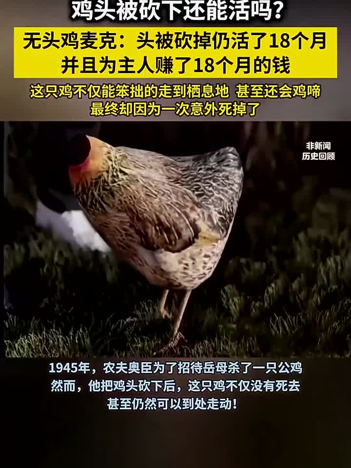 “无头鸡麦克”头被砍掉仍活了18个月,为主人赚得盆满钵满!
