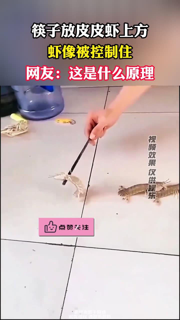 筷子放在皮皮虾上方,皮皮虾像被控制住一样,网友:这是什么原理