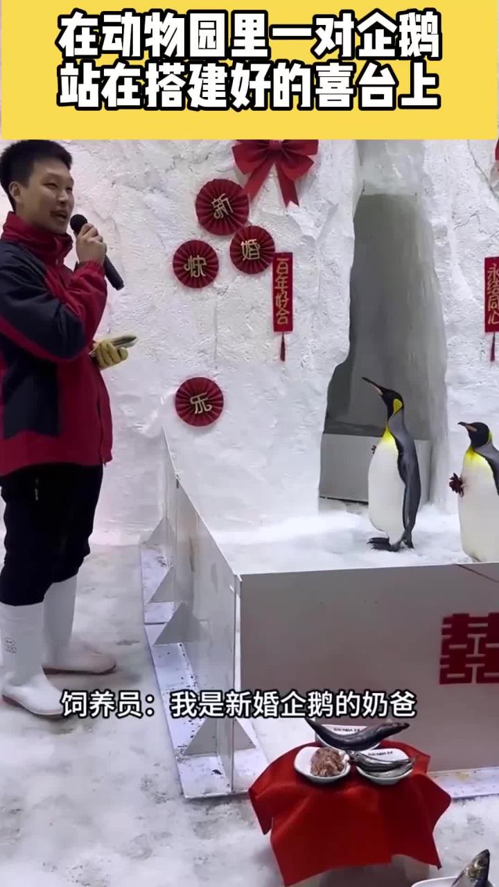 一对企鹅结婚,它们的朋友前来祝贺